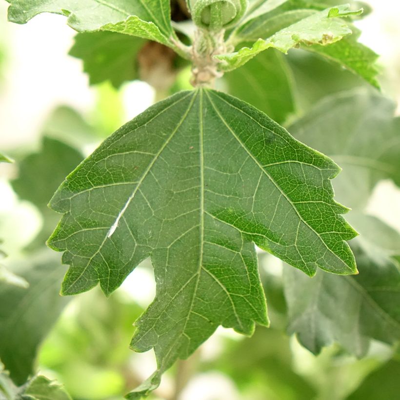 Hibiscus syriacus Blanco - Rose of Sharon (Foliage)