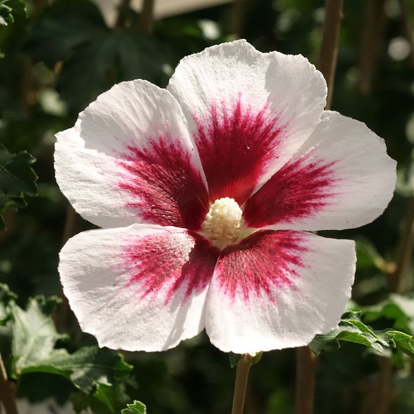 Hibiscus syriacus Blanco - Rose of Sharon (Flowering)