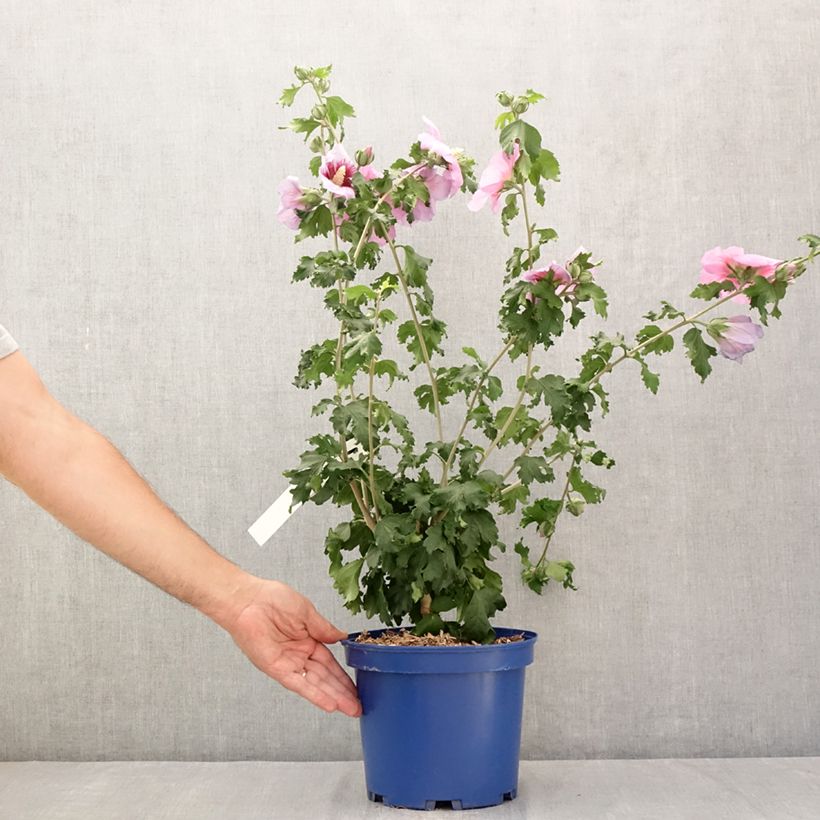 Hibiscus syriacus Cocktail - Rose of Sharon 3L/4L pot sample as delivered in summer