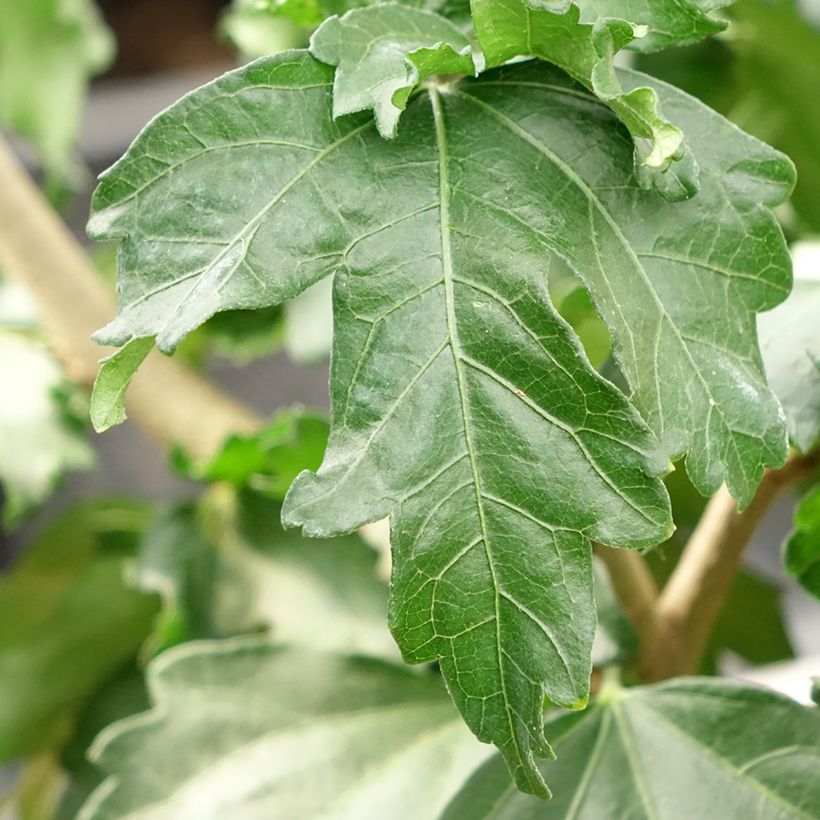 Hibiscus syriacus Cocktail - Rose of Sharon (Foliage)