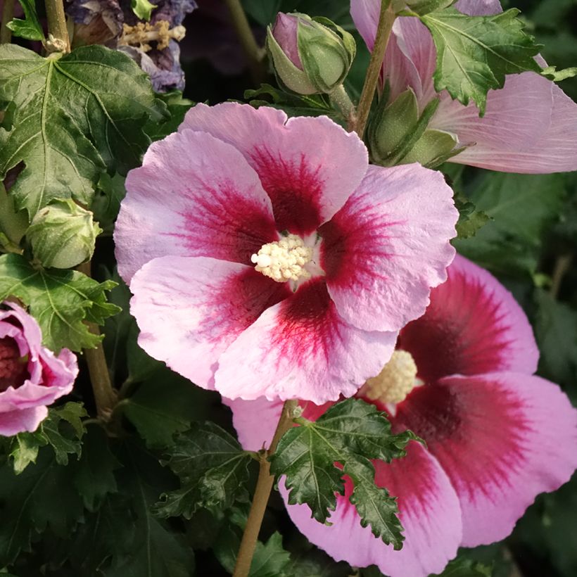 Hibiscus syriacus Cocktail - Rose of Sharon (Flowering)