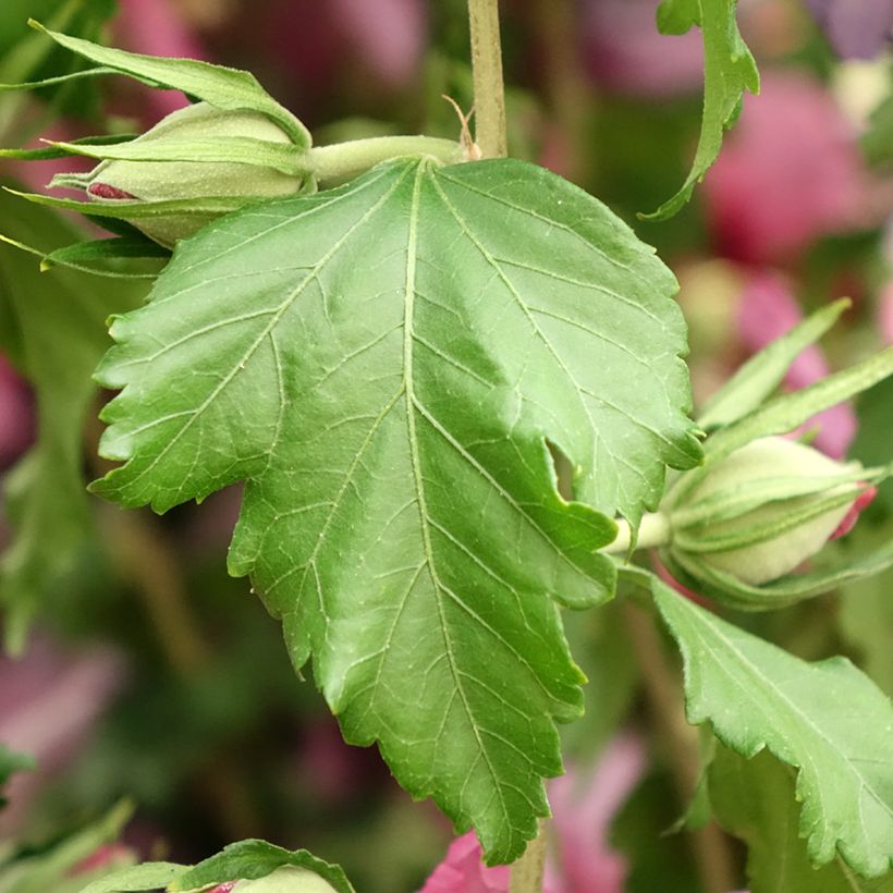 Hibiscus syriacus Rosada - Rose of Sharon (Foliage)