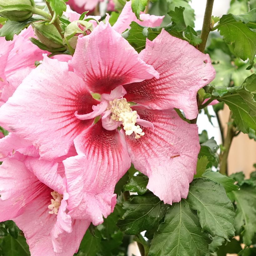 Hibiscus syriacus Rosada - Rose of Sharon (Flowering)