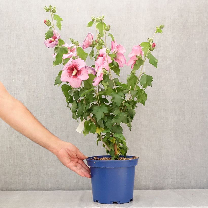 Hibiscus syriacus Rosada - Rose of Sharon 3L/4L pot sample as delivered in summer