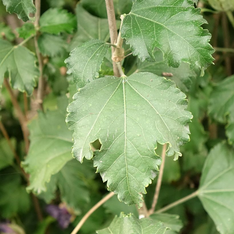 Hibiscus syriacus Sangria - Rose of Sharon (Foliage)
