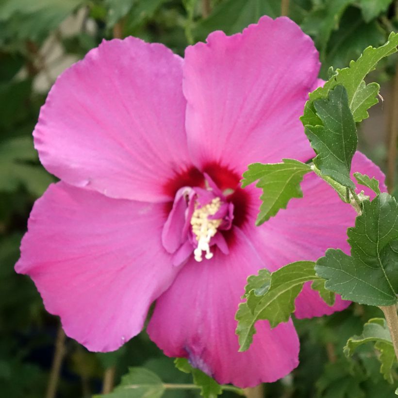 Hibiscus syriacus Sangria - Rose of Sharon (Flowering)