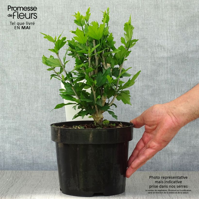 Hibiscus syriacus Lady Stanley - Rose of Sharon 3L/4L pot sample as delivered in spring