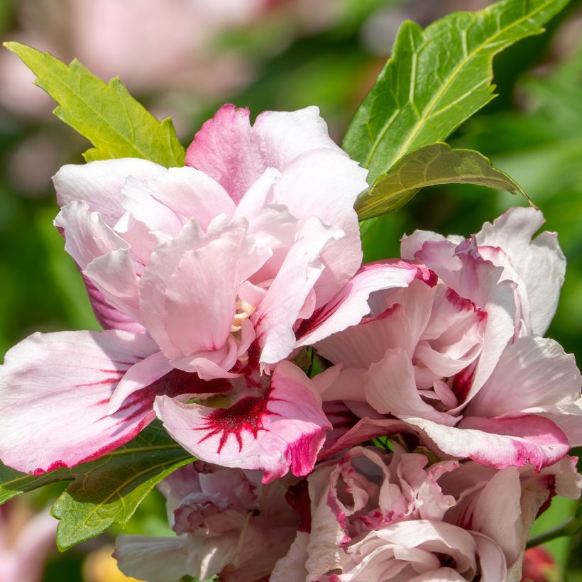 Hibiscus syriacus Lady Stanley - Rose of Sharon (Flowering)
