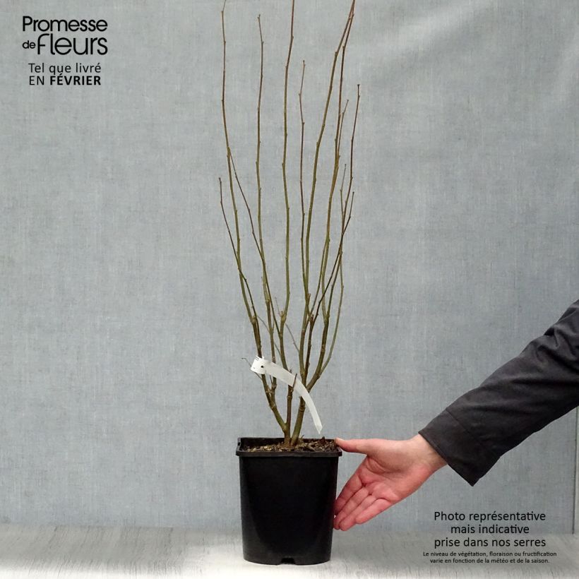 Hibiscus syriacus Lavender Chiffon - Rose of Sharon 3L/4L pot sample as delivered in winter