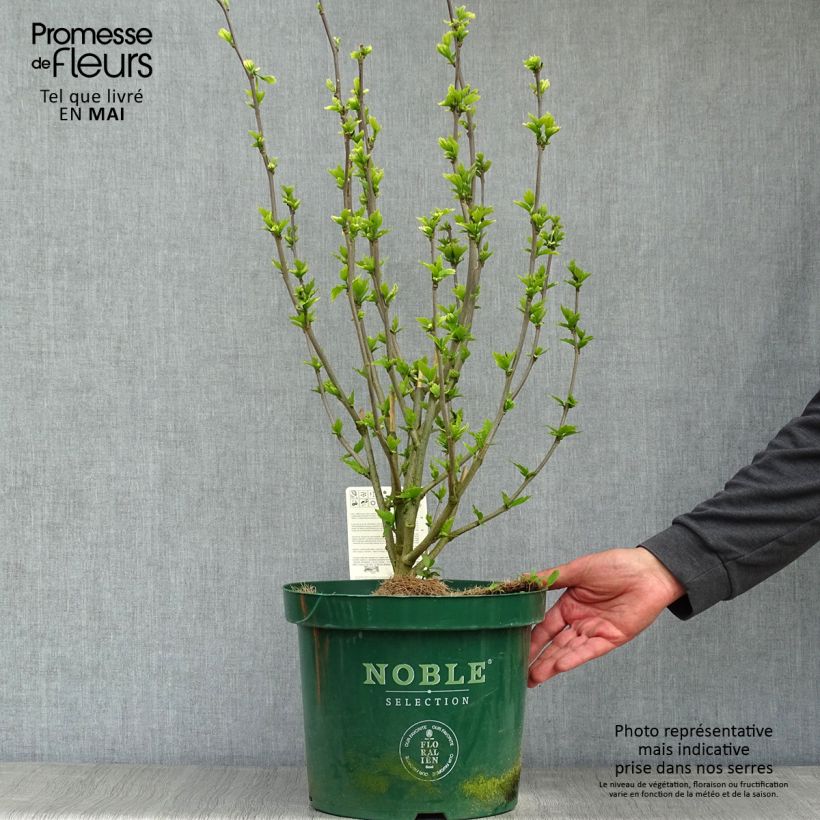 Hibiscus syriacus Lavender Chiffon - Rose of Sharon 6L/7L pot sample as delivered in spring