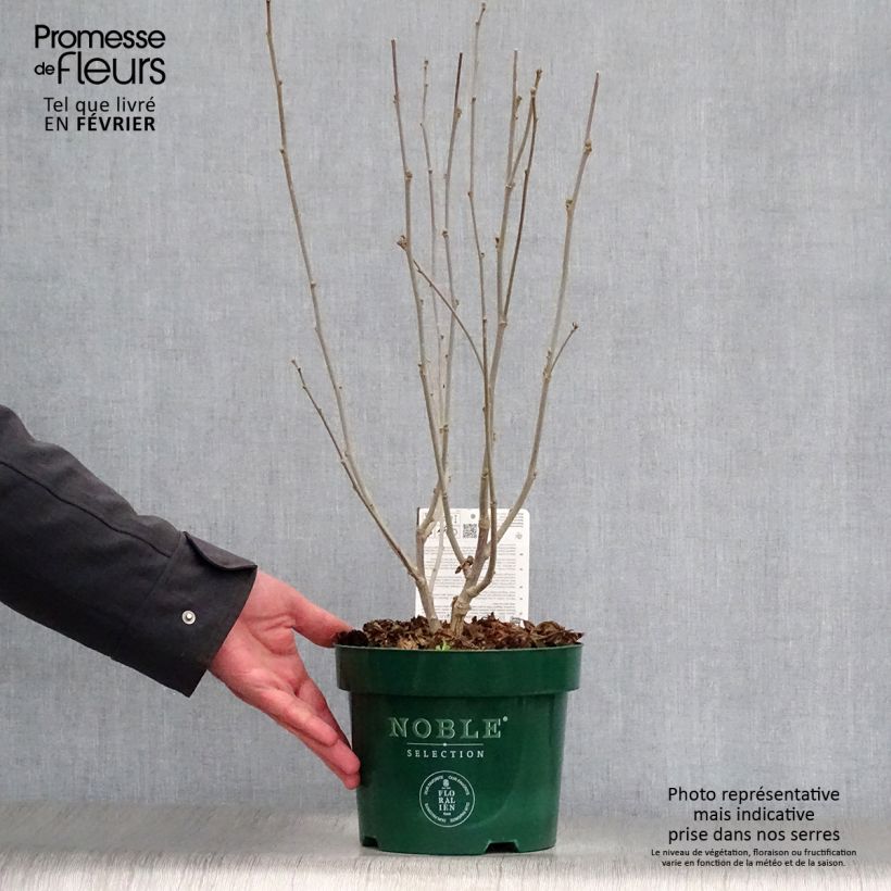 Hibiscus syriacus Magenta Chiffon - Rose of Sharon 3L/4L pot sample as delivered in winter