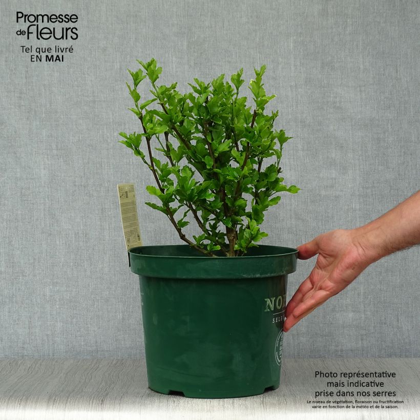 Hibiscus syriacus Magenta Chiffon - Rose of Sharon 6L/7L pot sample as delivered in spring