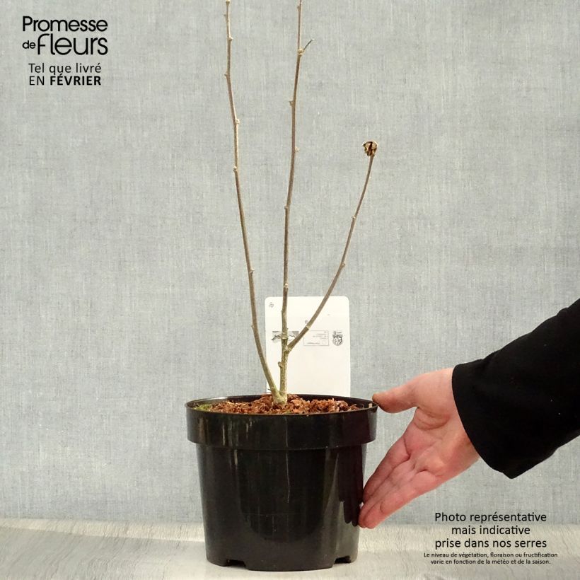 Hibiscus syriacus Oiseau Bleu - Rose of Sharon 2L/3L pot sample as delivered in winter