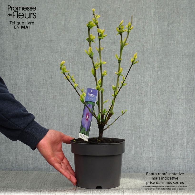 Hibiscus syriacus Oiseau Bleu - Rose of Sharon 2L/3L pot sample as delivered in spring