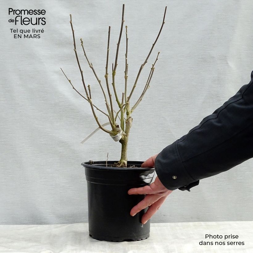 Hibiscus syriacus Pinky Spot - Rose of Sharon 4L/5L pot sample as delivered in spring