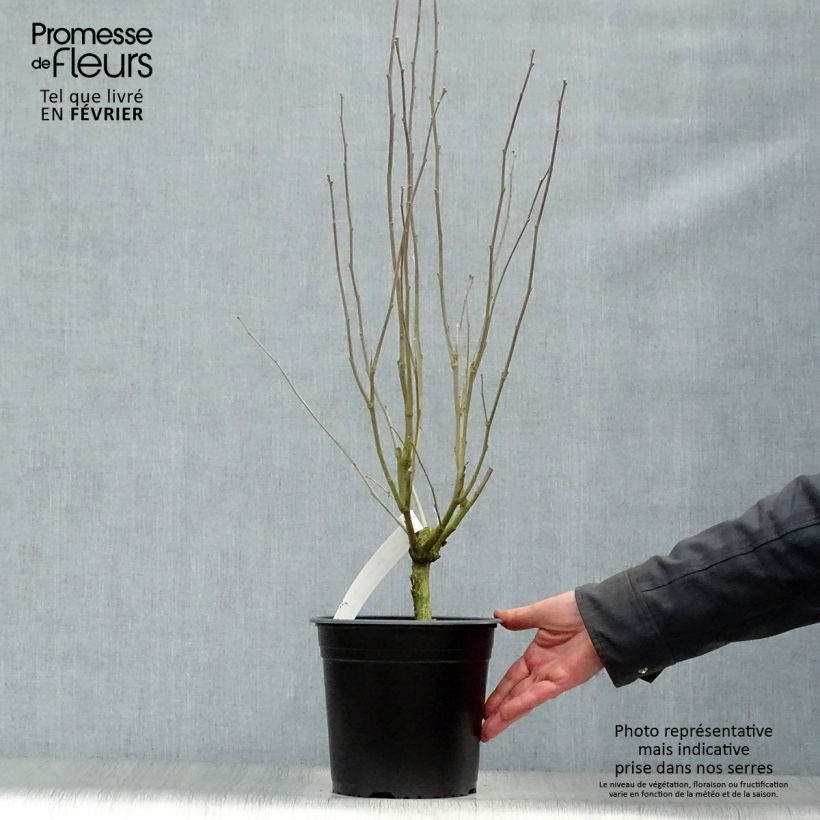 Hibiscus syriacus Pinky Spot - Rose of Sharon 4L/5L pot sample as delivered in winter