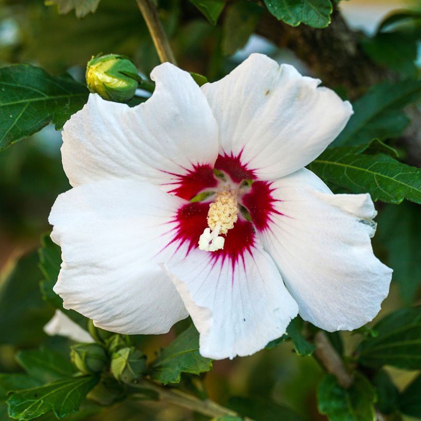 Hibiscus syriacus Red Heart - Rose of Sharon (Flowering)