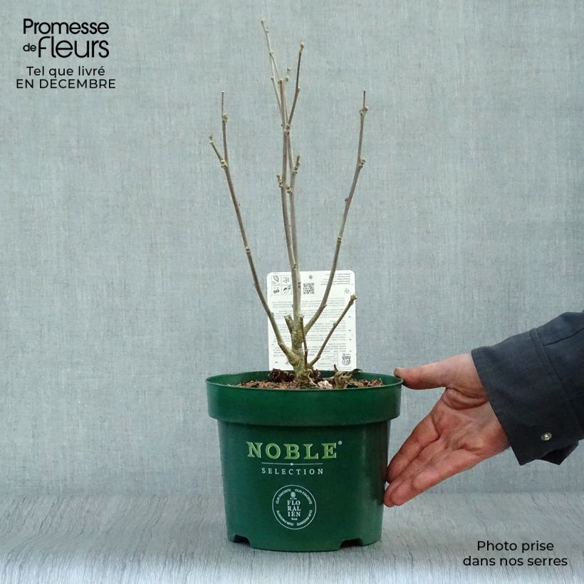 Hibiscus syriacus Starburst Chiffon - Rose of Sharon 3L/4L pot sample as delivered in winter