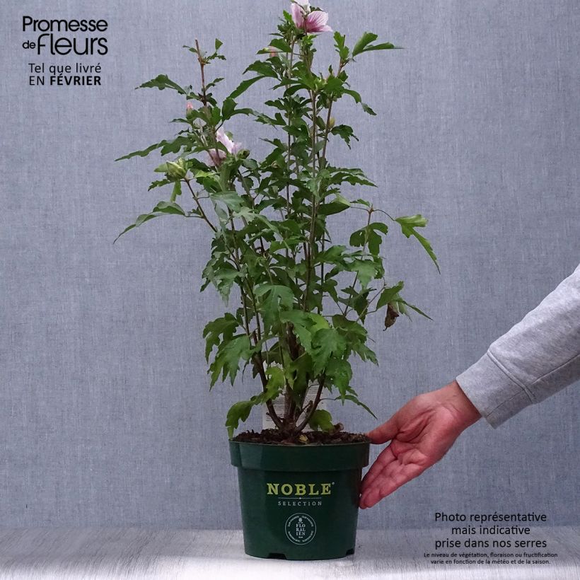 Hibiscus syriacus Starburst Chiffon - Rose of Sharon 3L/4L pot sample as delivered in autumn
