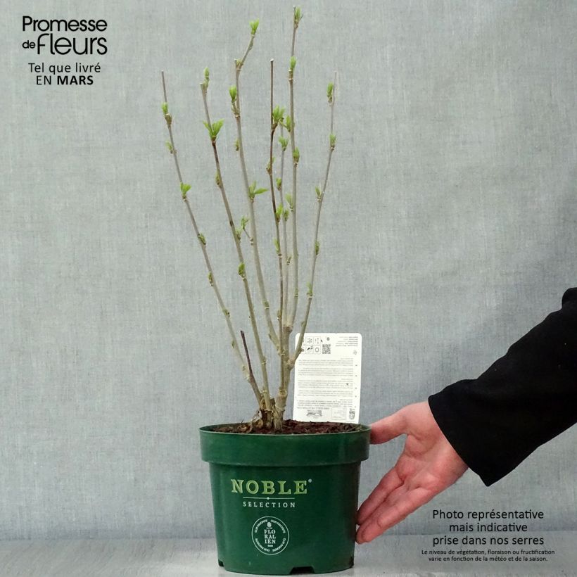 Hibiscus syriacus Starburst Chiffon - Rose of Sharon 3L/4L pot sample as delivered in spring