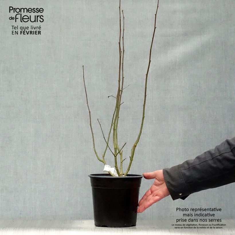 Hibiscus syriacus SupHeart - Rose of Sharon 3L/4L pot sample as delivered in winter