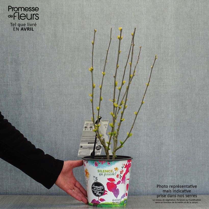 Hibiscus syriacus SupHeart - Rose of Sharon 3L/4L pot sample as delivered in spring