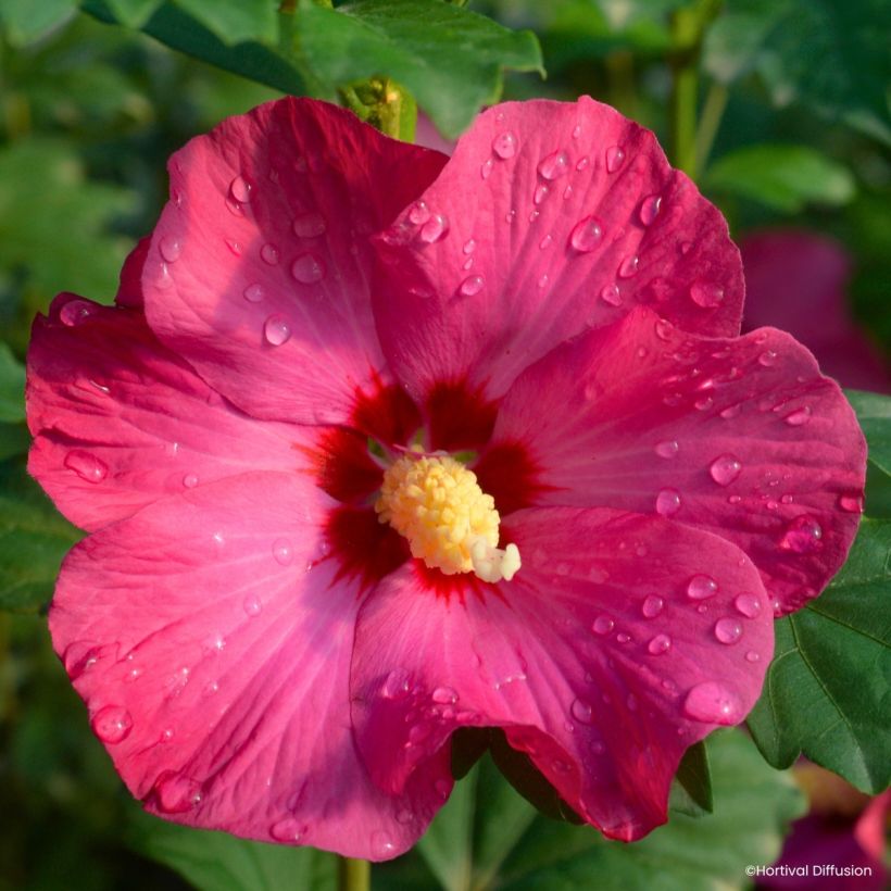 Hibiscus syriacus Sup’Bridge® - Rose of Sharon (Flowering)