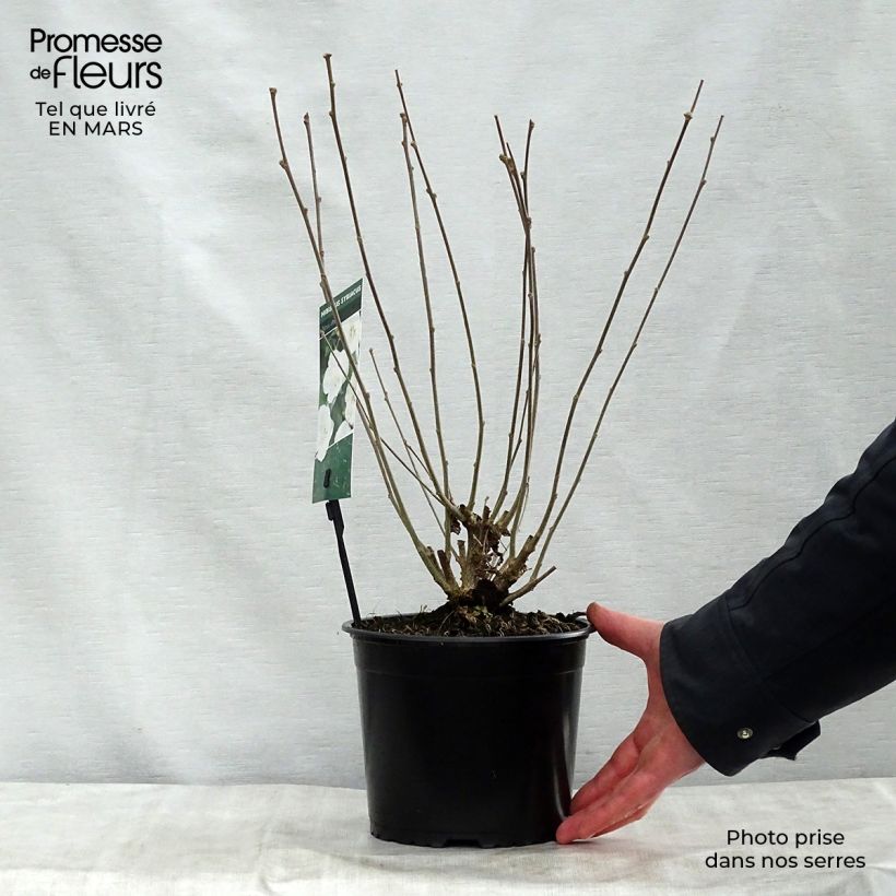 Hibiscus syriacus Totus Albus - Rose of Sharon 2L/3L pot sample as delivered in spring