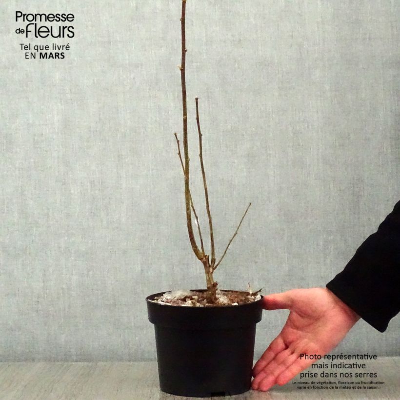 Hibiscus syriacus Totus Albus - Rose of Sharon 2L/3L pot sample as delivered in winter