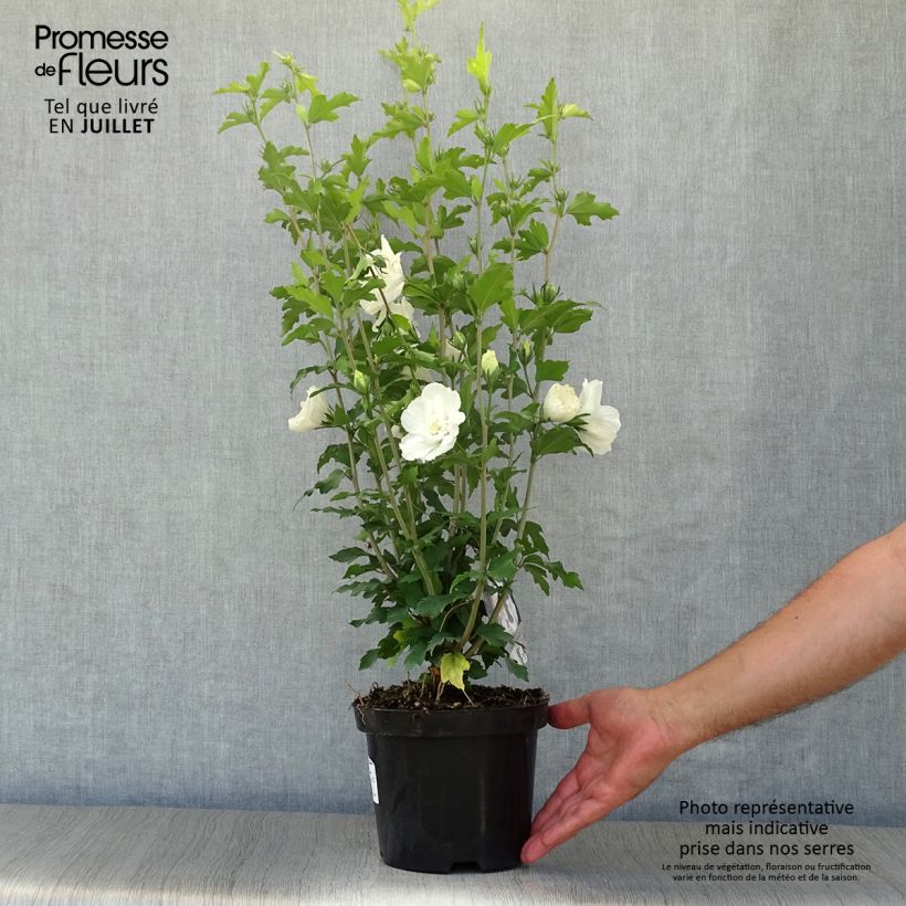 Hibiscus syriacus White Chiffon - Rose of Sharon 2L/3L pot sample as delivered in summer