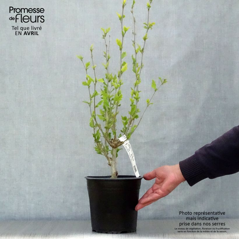 Hibiscus syriacus White Chiffon - Rose of Sharon 2L/3L pot sample as delivered in spring