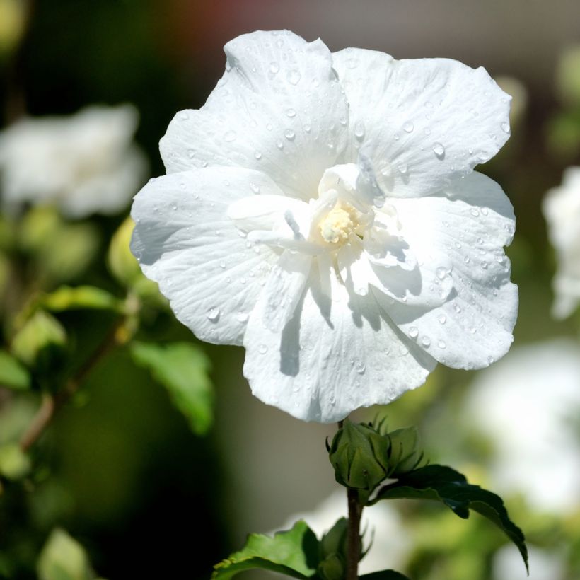 Hibiscus syriacus White Chiffon - Rose of Sharon (Flowering)