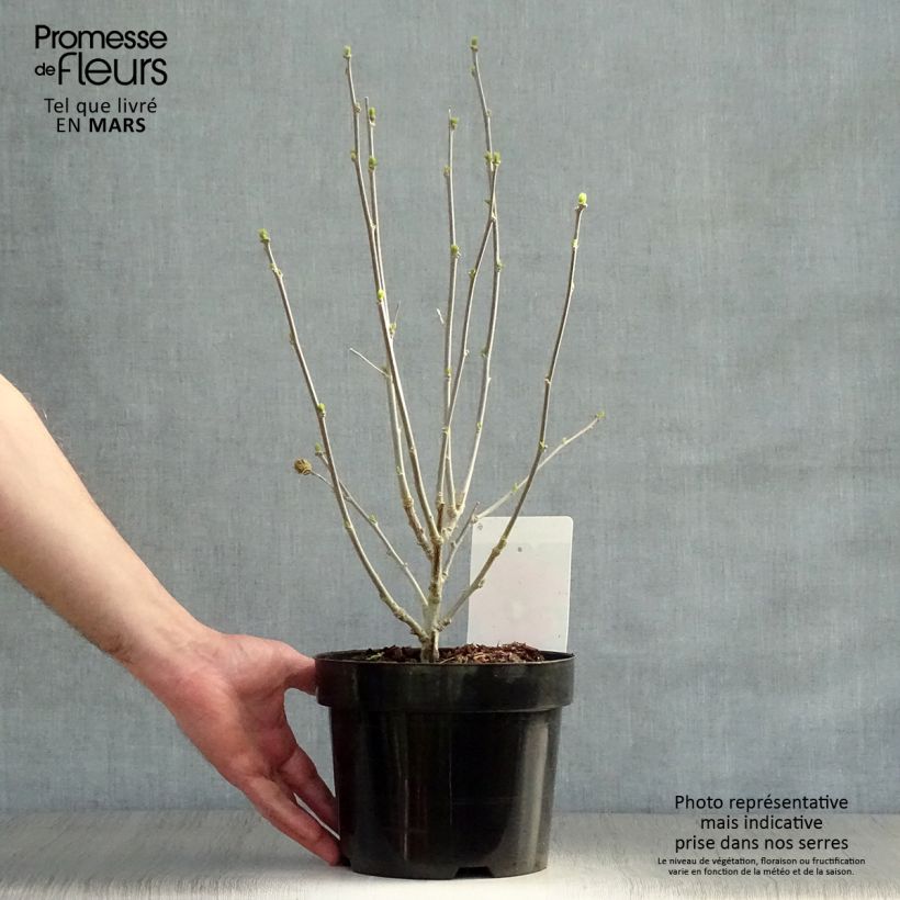 Hibiscus syriacus Woodbridge - Rose of Sharon 2L/3L pot sample as delivered in spring