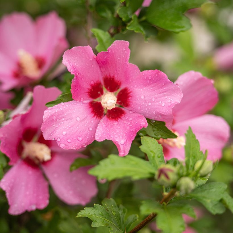 Hibiscus syriacus Woodbridge - Rose of Sharon (Flowering)
