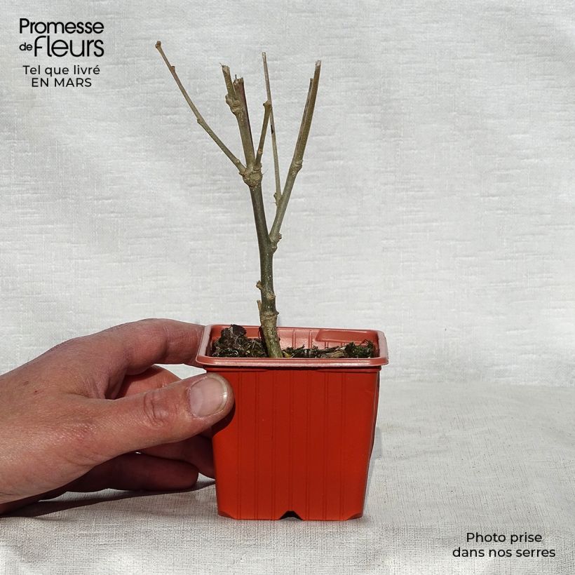 Hibiscus syriacus Woodbridge - Rose of Sharon 8/9 cm pot sample as delivered in spring