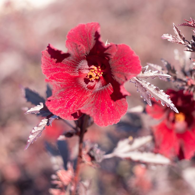 Hibiscus acetosella Mahogany Splendor seeds (Flowering)