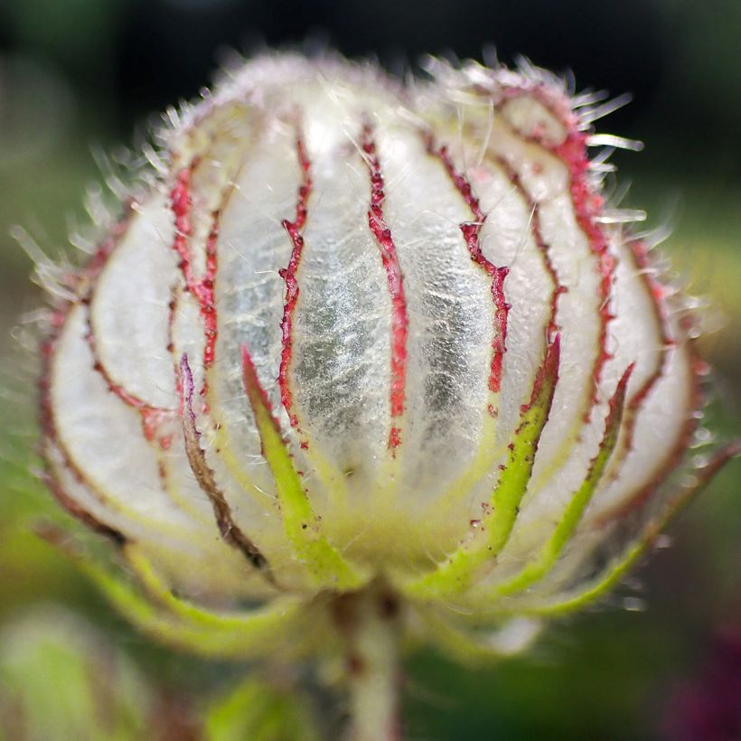 Hibiscus trionum - African Hibiscus (Harvest)