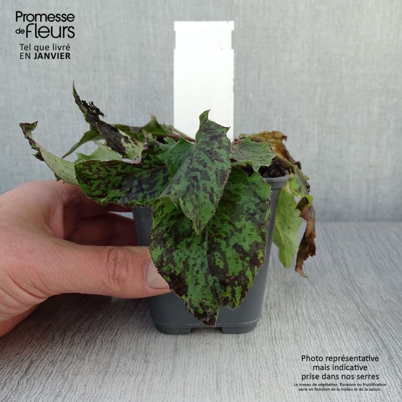 Hieracium maculatum 8/9 cm pot sample as delivered in winter