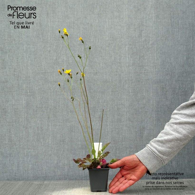 Hieracium maculatum 8/9 cm pot sample as delivered in spring