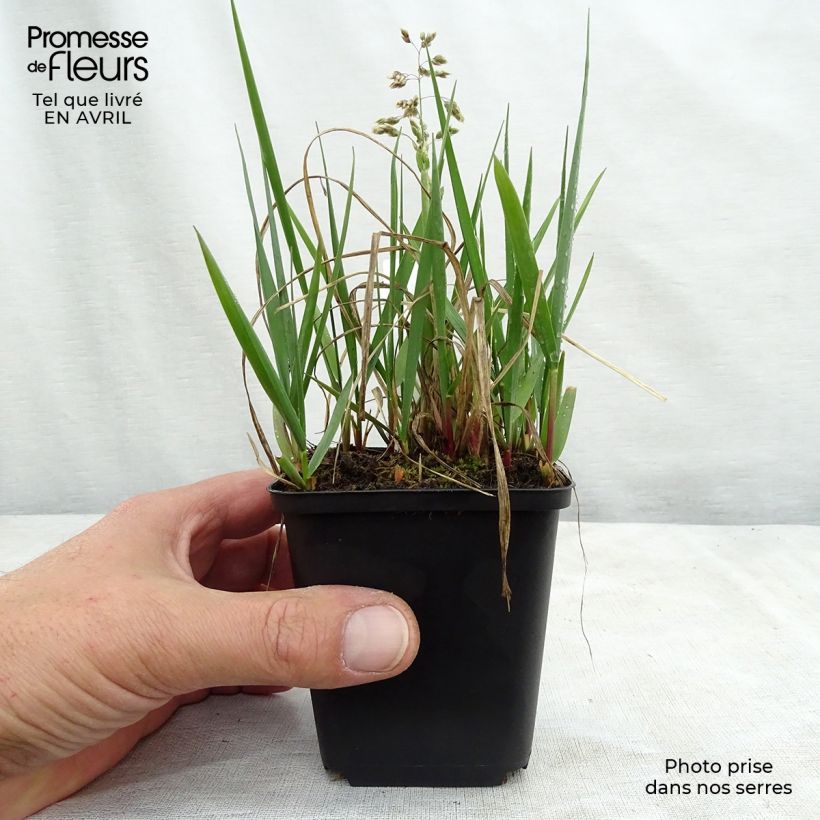 Hierochloe odorata  8/9 cm pot sample as delivered in spring