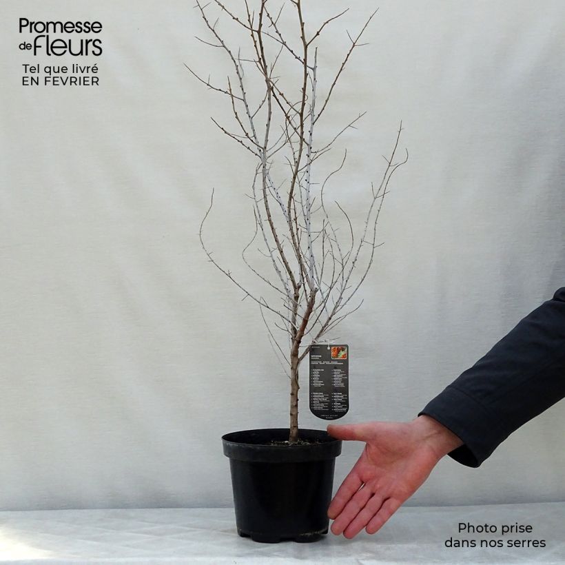 Hippophae rhamnoides 2L/3L pot sample as delivered in winter