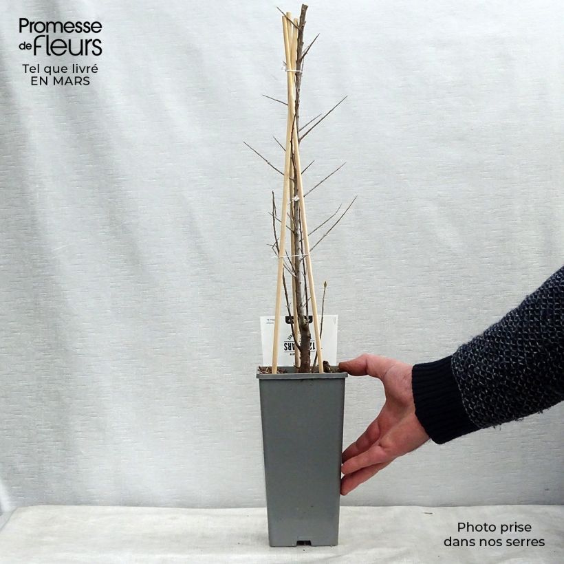 Hippophae rhamnoides Friesdorfer Orange 1.5L/2L pot sample as delivered in spring