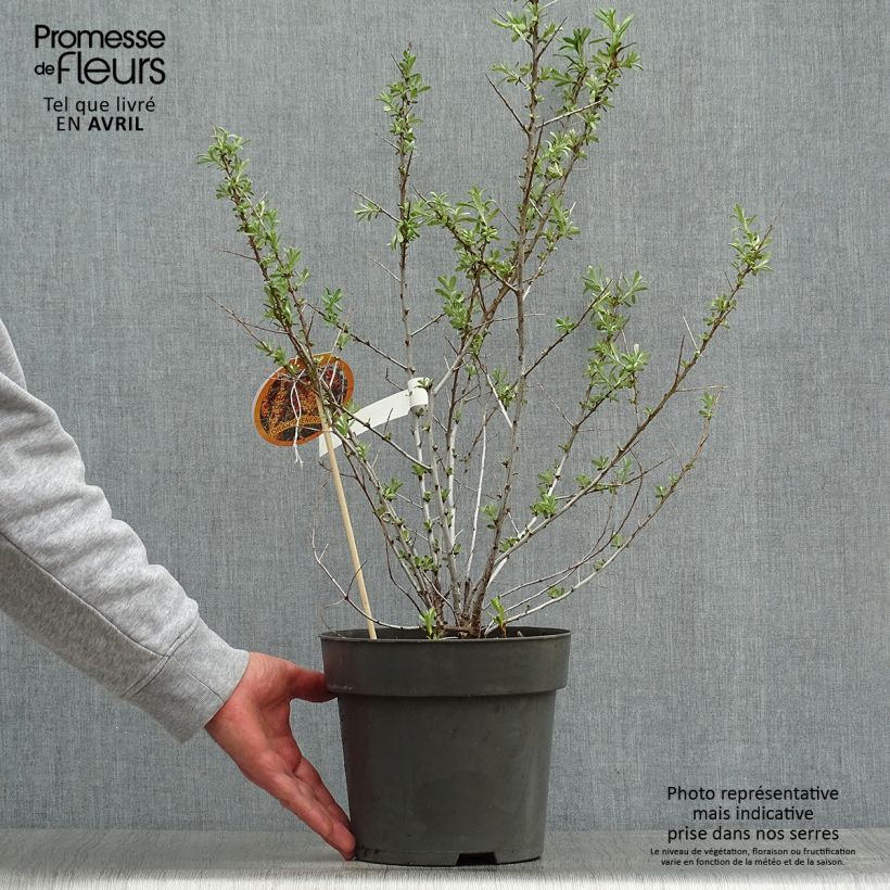 Hippophae rhamnoides Orange Energy Hagebo 3L/4L pot sample as delivered in spring