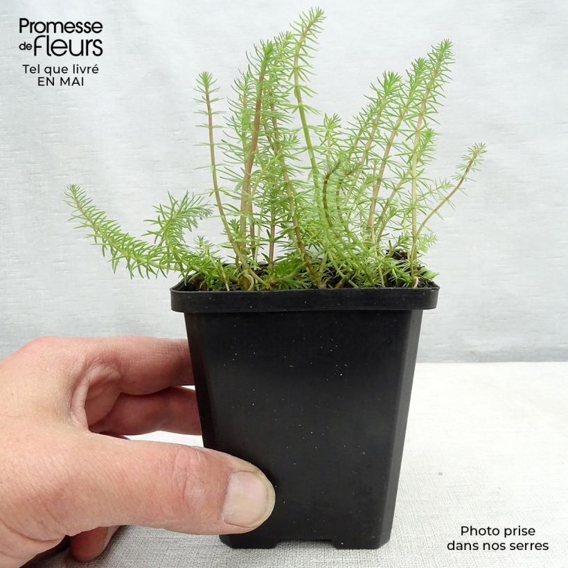 Hippuris vulgaris 8/9 cm pot sample as delivered in spring
