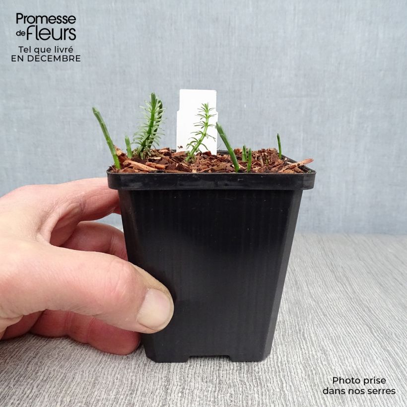 Hippuris vulgaris 8/9 cm pot sample as delivered in winter