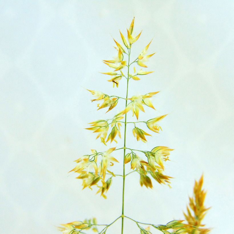 Holcus mollis Albovariegatus - Variegated creeping soft grass (Flowering)