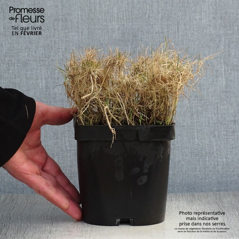 Holcus mollis Albovariegatus - Variegated creeping soft grass 2L/3L pot sample as delivered in winter