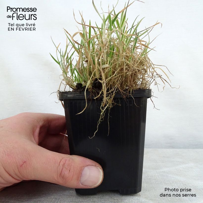 Holcus mollis Albovariegatus - Variegated creeping soft grass 8/9 cm pot sample as delivered in winter