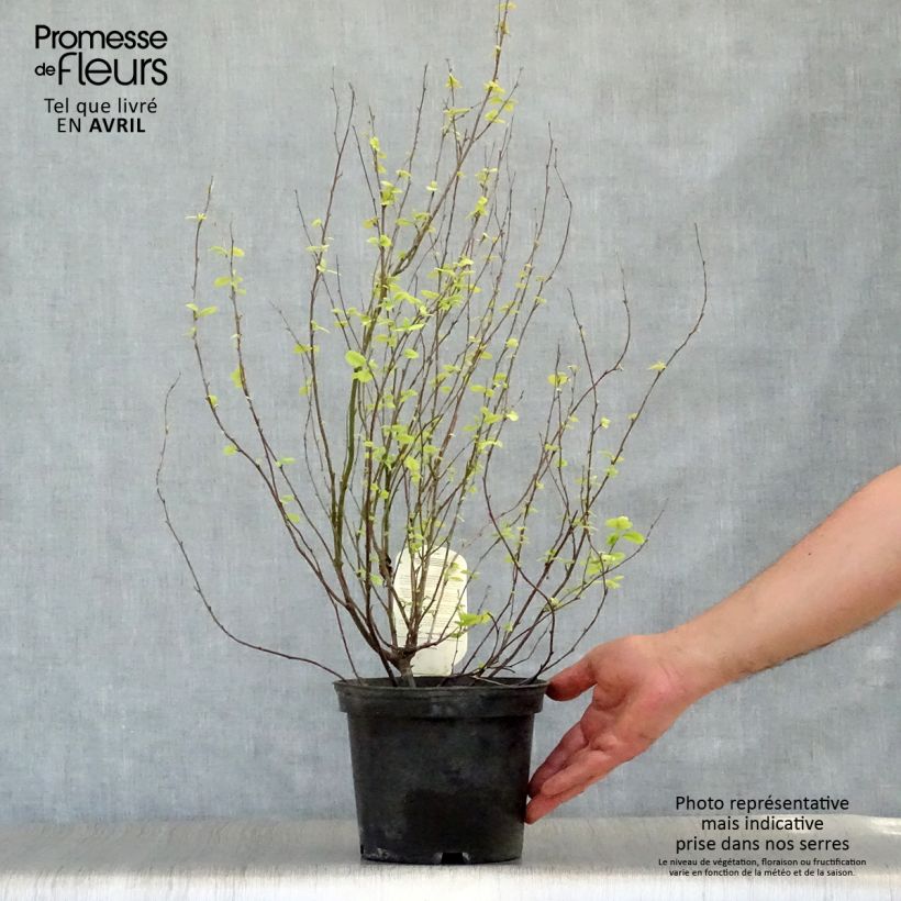 Holodiscus discolor 4L/5L pot sample as delivered in spring