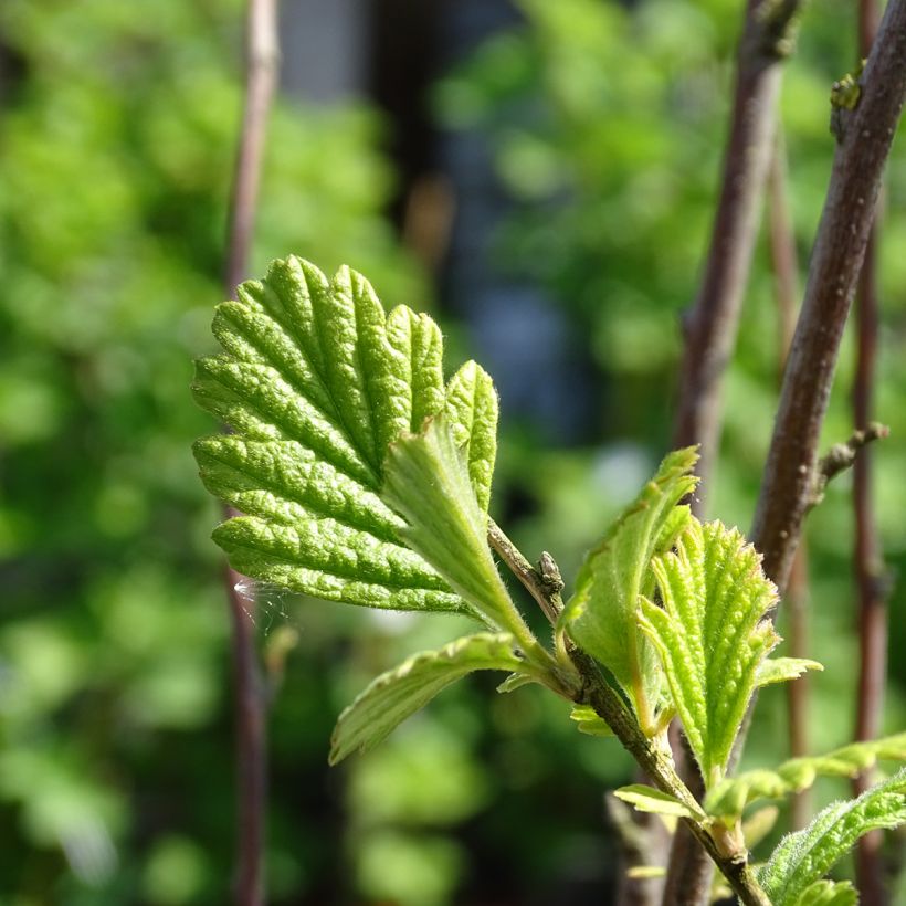 Holodiscus discolor (Foliage)